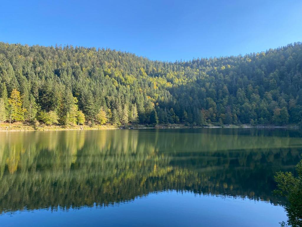 Le Bois Des Neiges Charmant Chalet Authentique A 5 Mn De Gerardmer كسونبورت-لونجمير المظهر الخارجي الصورة